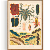 Great Barrier Reefe Octopus Molluscs And Planarians (1893)