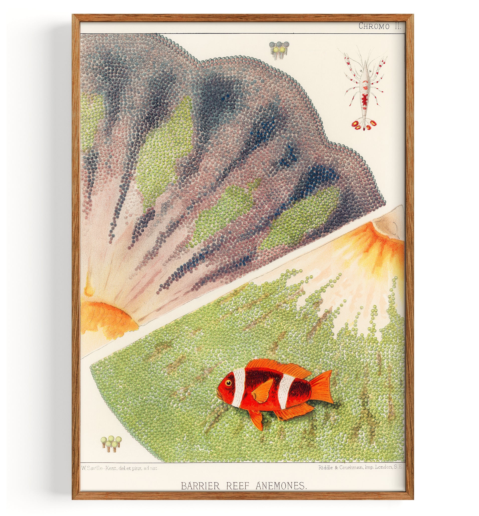 Illustration From The Great Barrier Reef Of Australia (1893)