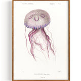 Jellyfish Mauve Stinger (1849)