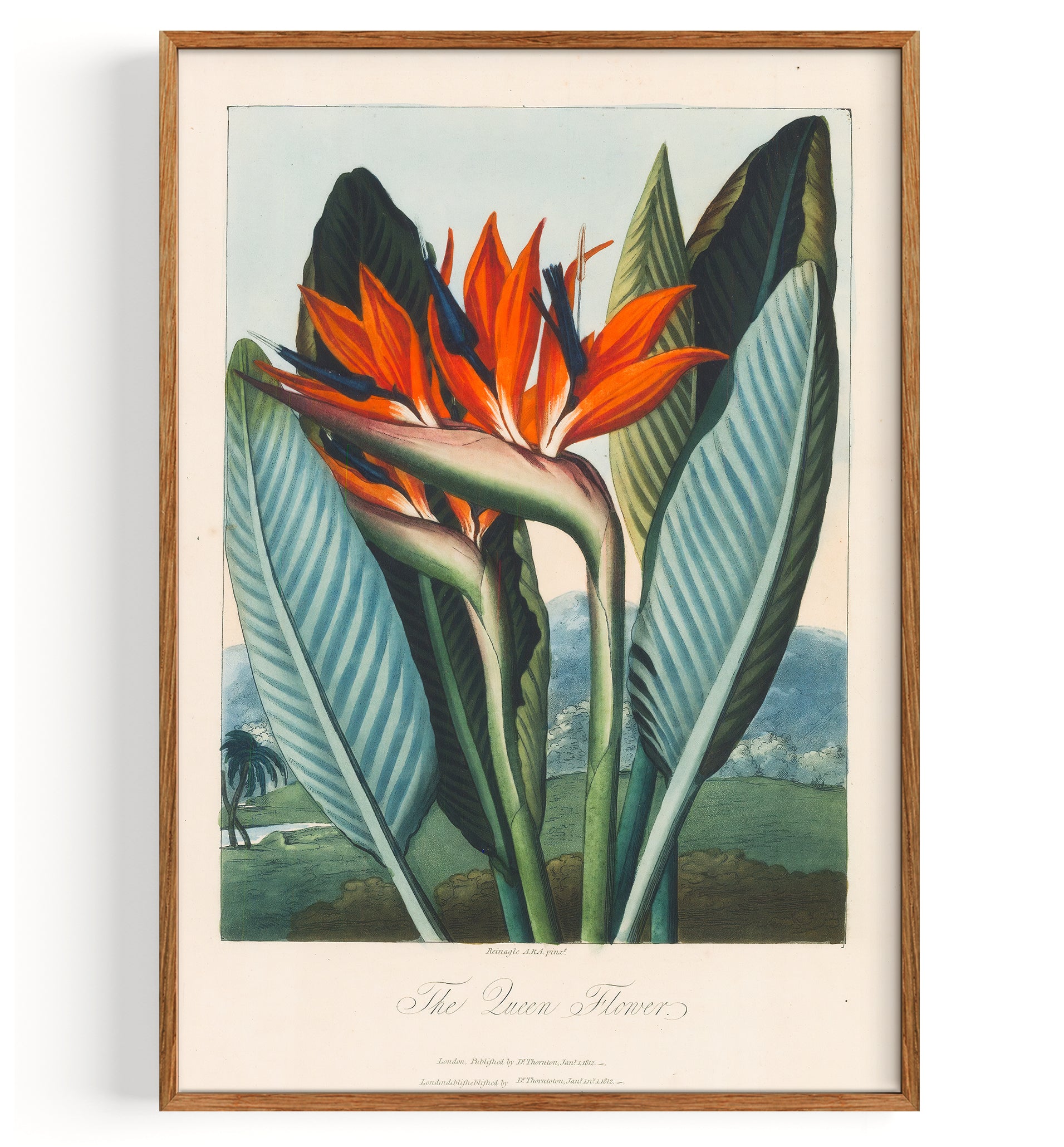 Bird Of Paradise Queen Flower (1812)