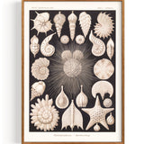 Shells Foraminifera (1904)
