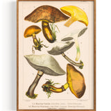 Mushrooms Greville S And Sticky Boletus (1890)