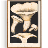 Mushrooms Peppery Milkcap (1890)