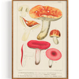 Mushrooms Russula (1890)