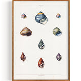 Shells Univalves (1811)