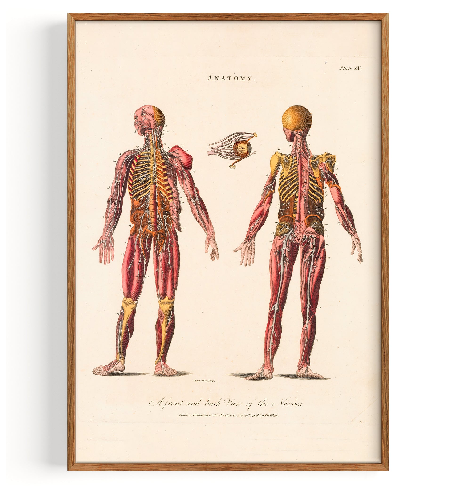 Anatomy Central Nervous System (1829)
