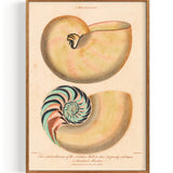 Shells Nautilus (1829)
