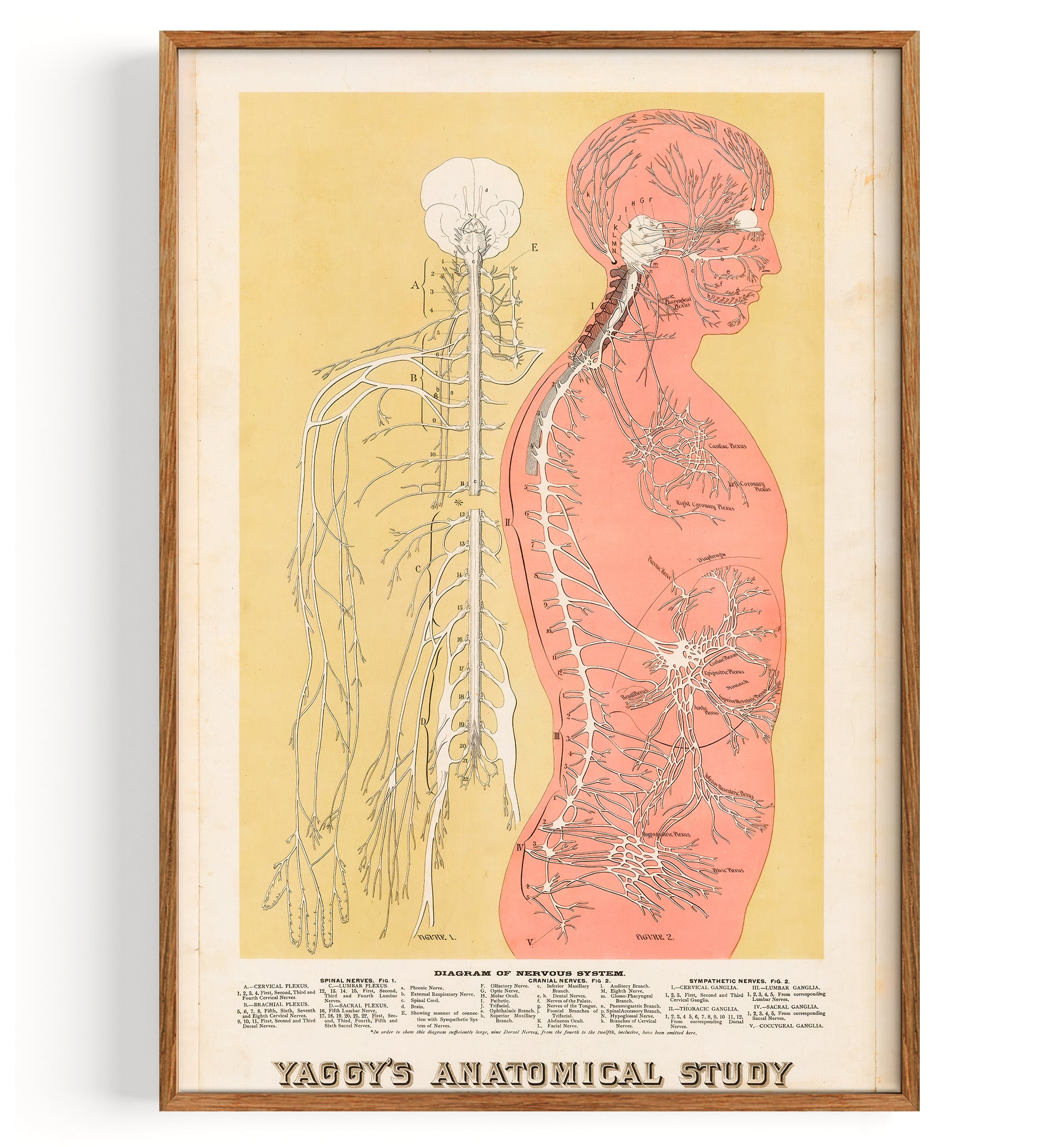 Anatomy Central Nervous System (1886)