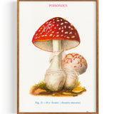 Mushrooms Fly Agaric (1947)