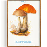 Mushrooms Rough Stalked Boletus (1947)
