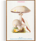 Mushrooms Yellow Staining Mushroom (1947)