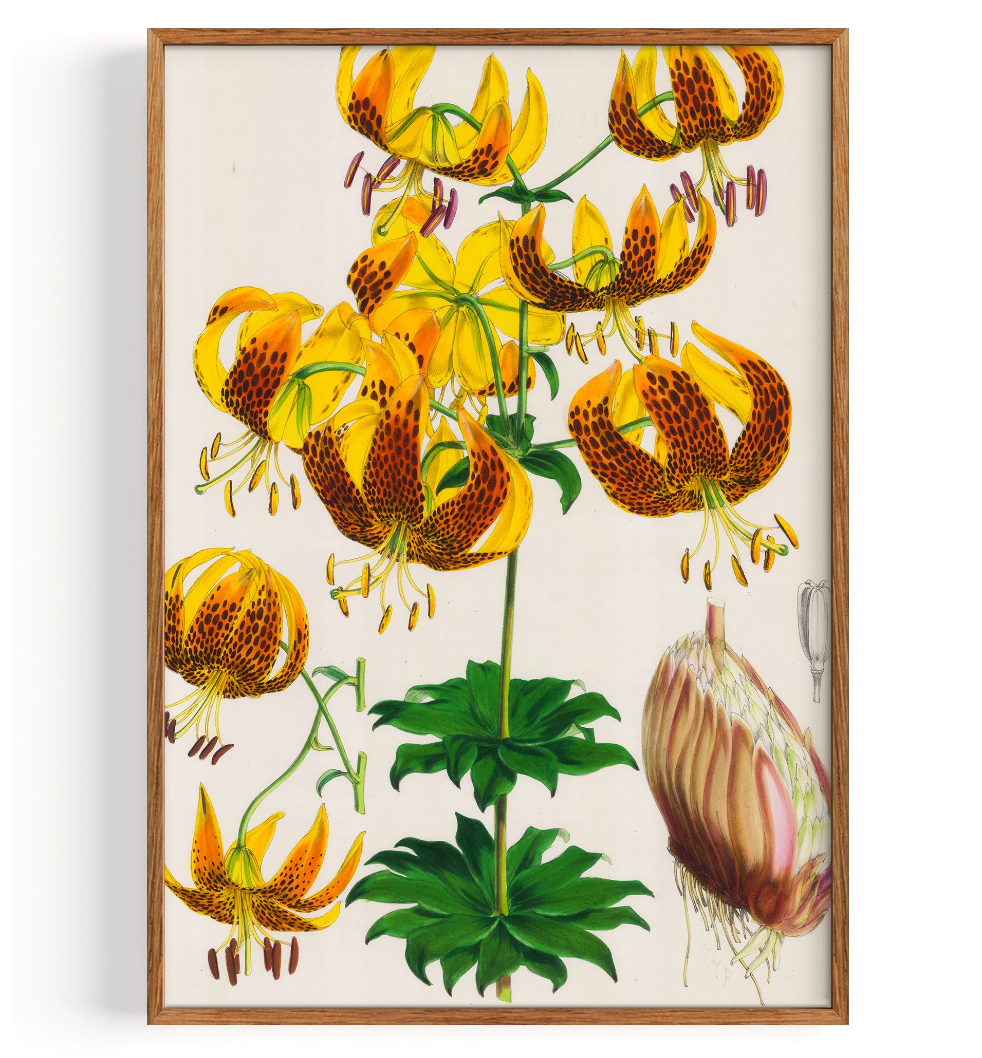 Lily Humboldt S Lily (1880)