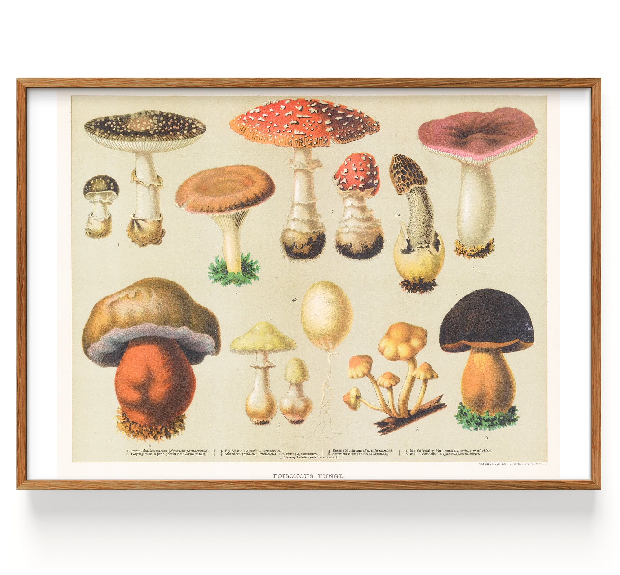 Mushrooms Poisonous Fungi (1890)
