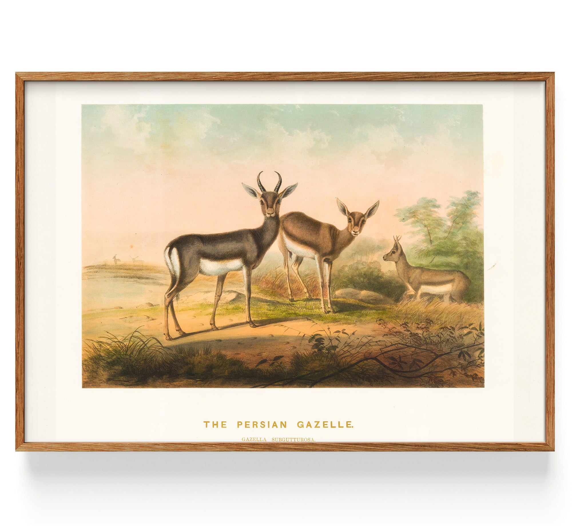 Gazelle Persian Gazelle (1861)