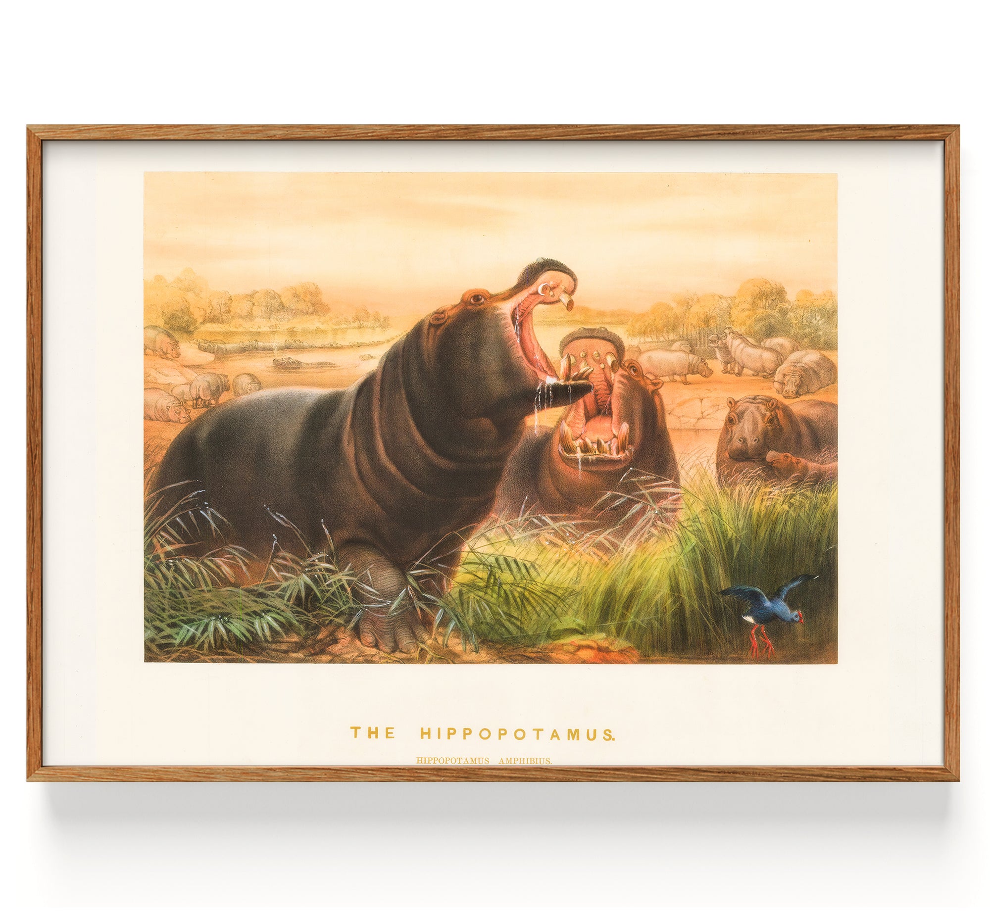 Hippopotamus II (1861)