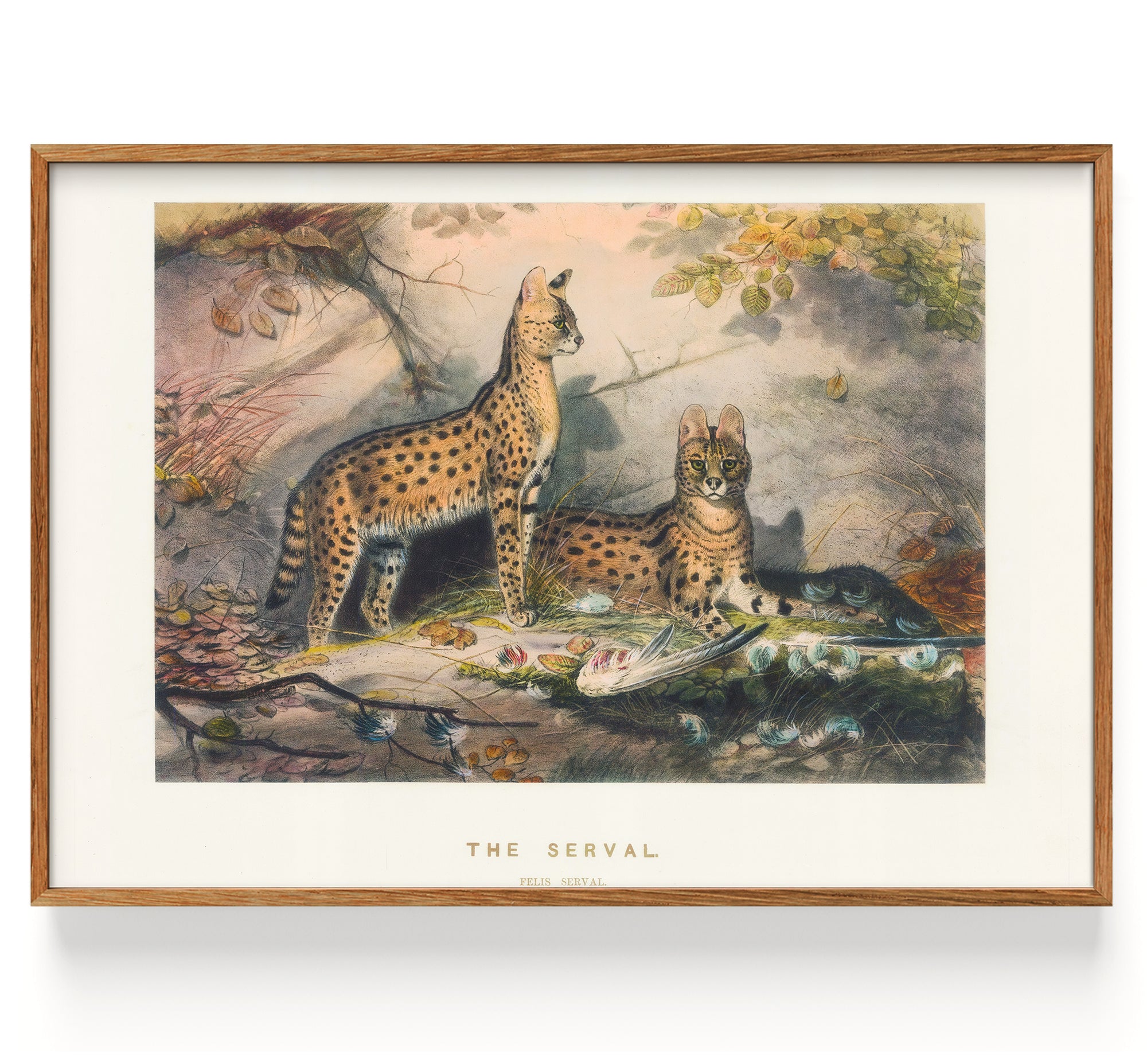 Serval (1861)