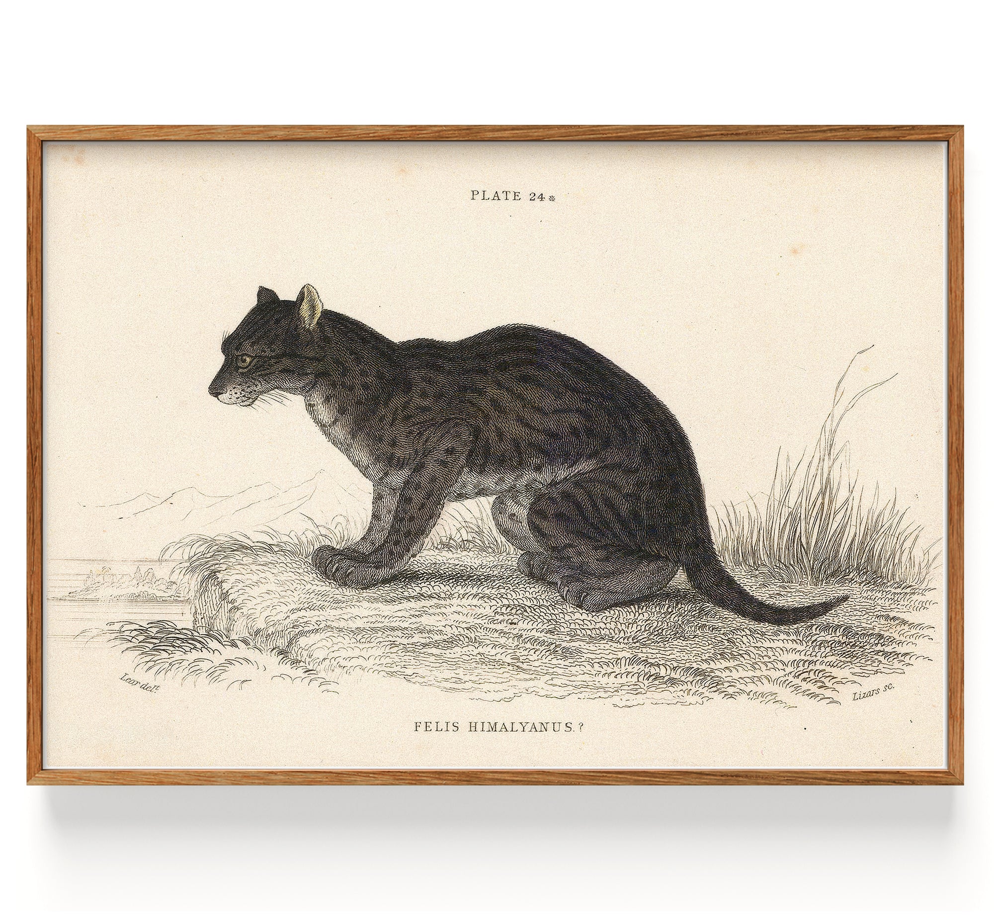 Serval Himalayan Serval (1834)