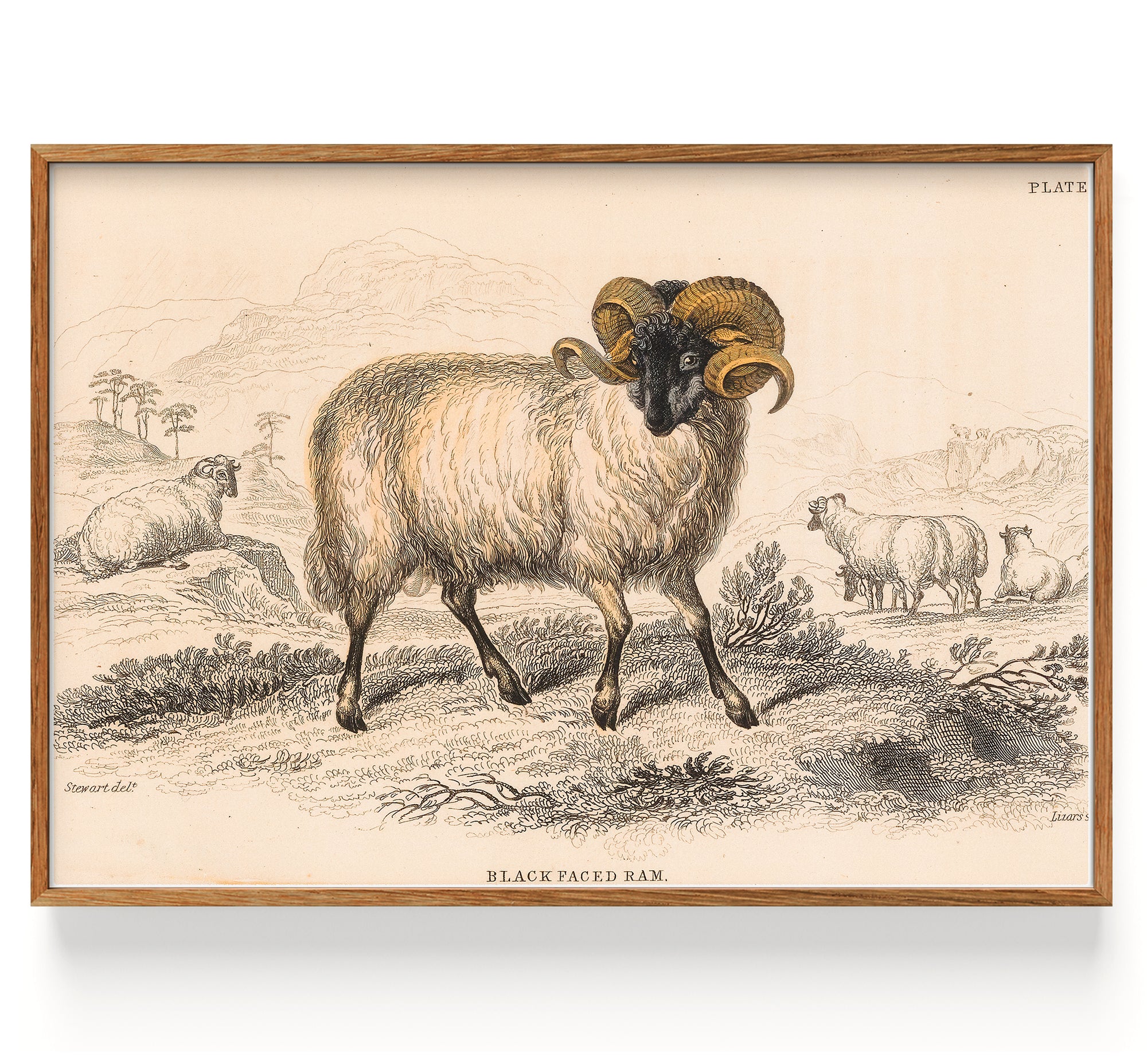 Sheep Black Faced Ram (1843)