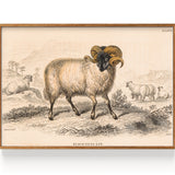 Sheep Black Faced Ram (1843)