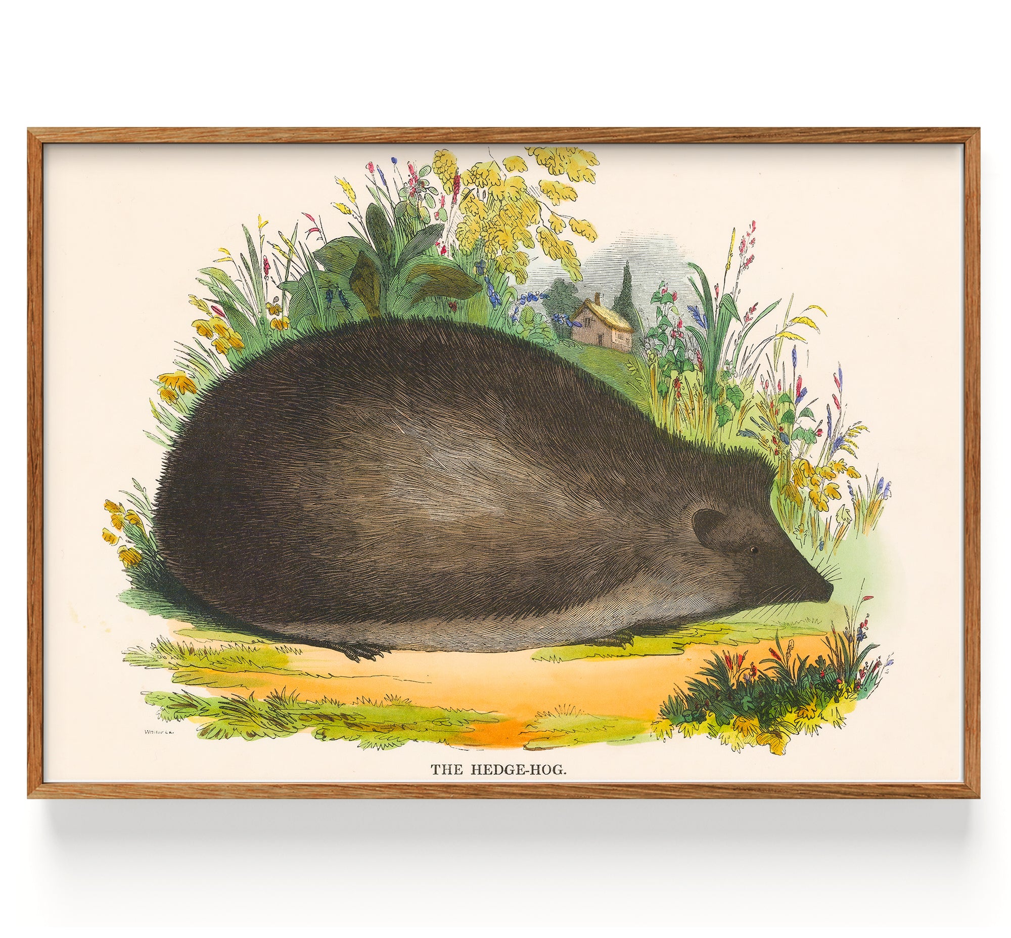 Spck Hedgehog (1847)